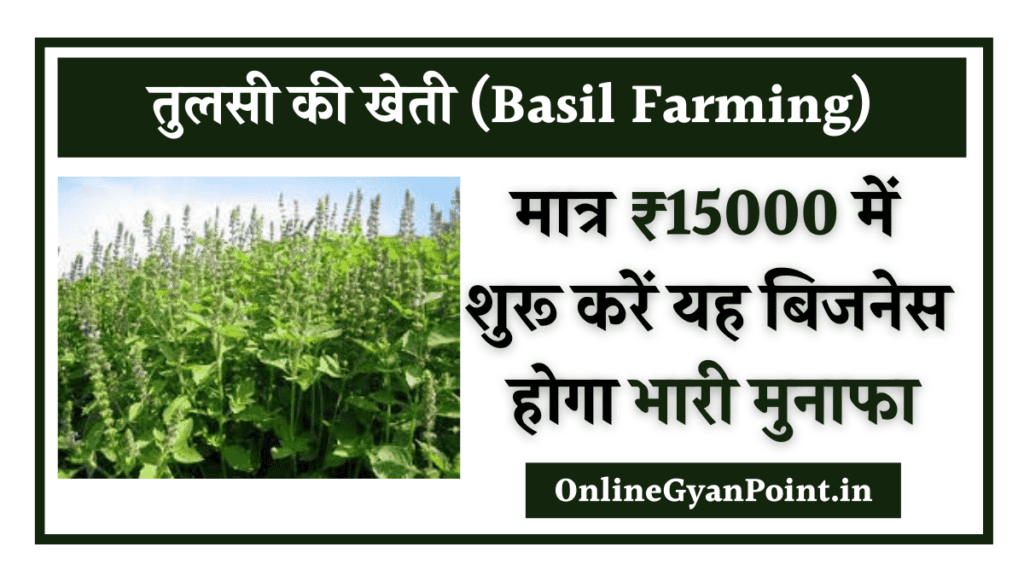 Basil Farming Business